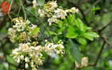 Hà Nội trong hương bưởi tháng 3